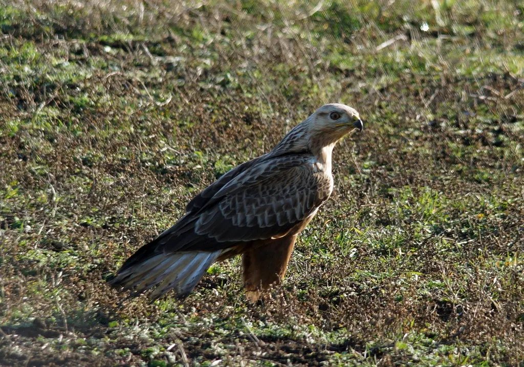 棕尾鵟(Buteo rufinus)
