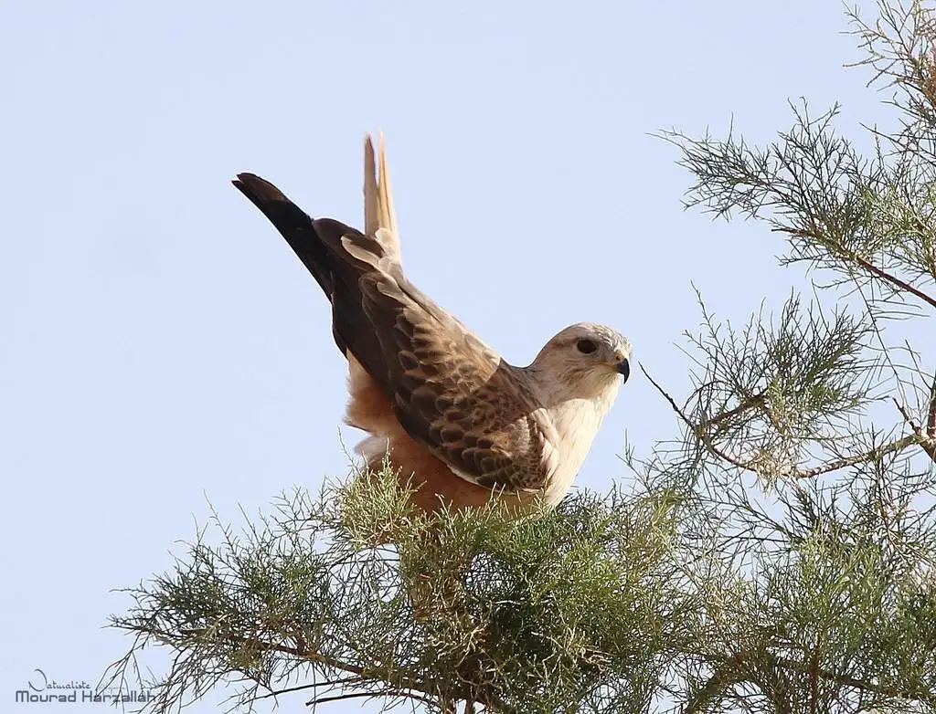 棕尾鵟(Buteo rufinus)