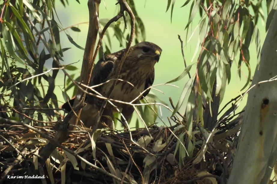 棕尾鵟(Buteo rufinus)