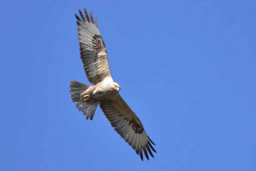 棕尾鵟(Buteo rufinus)