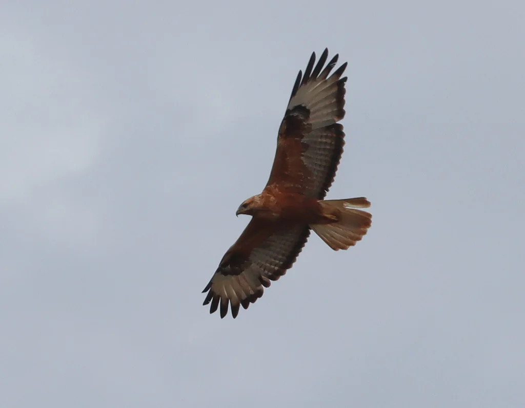 棕尾鵟(Buteo rufinus)