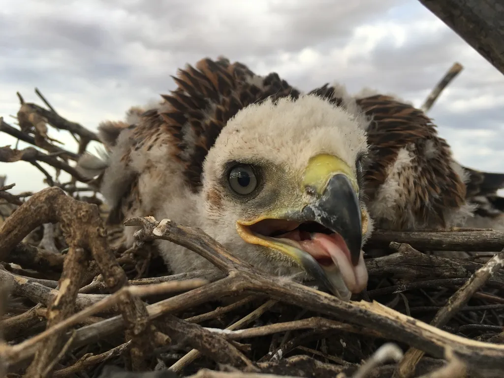 棕尾鵟(Buteo rufinus)