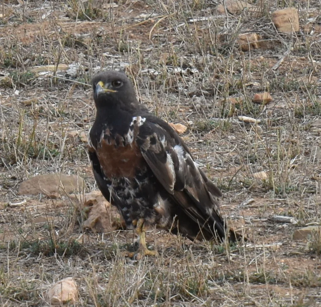 暗棕鵟(Buteo rufofuscus)
