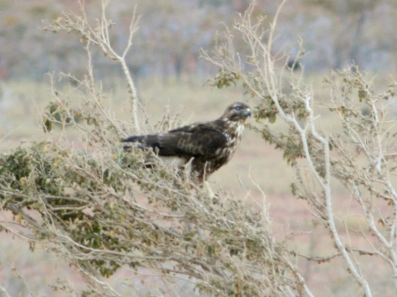 索岛鵟(Buteo socotraensis)