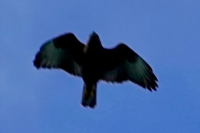 夏威夷鵟(Buteo solitarius)