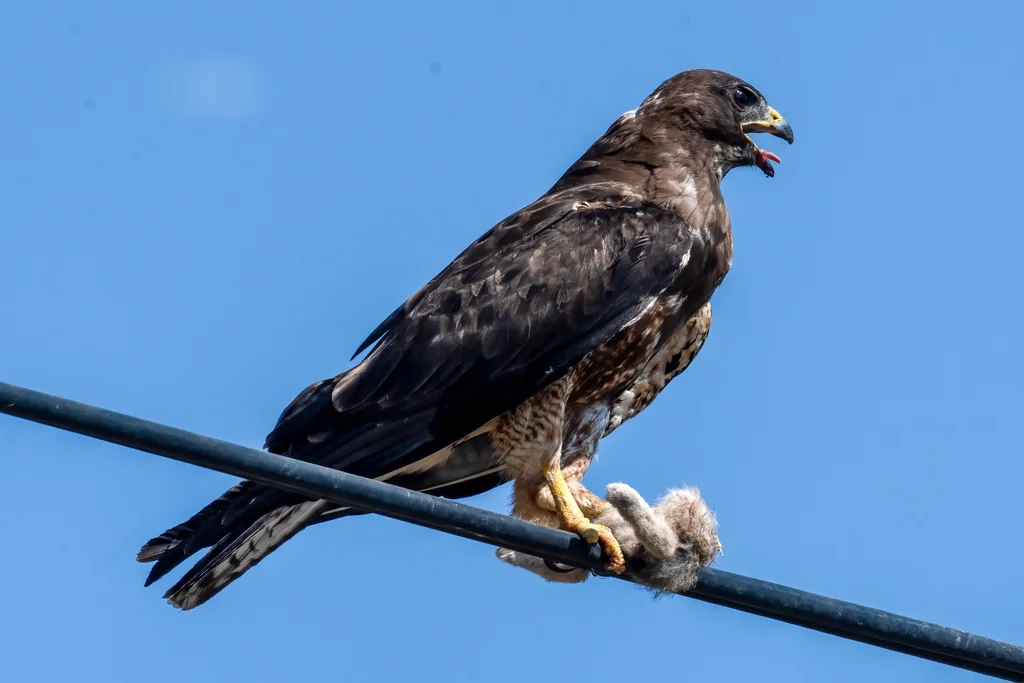 斯氏鵟(Buteo swainsoni)