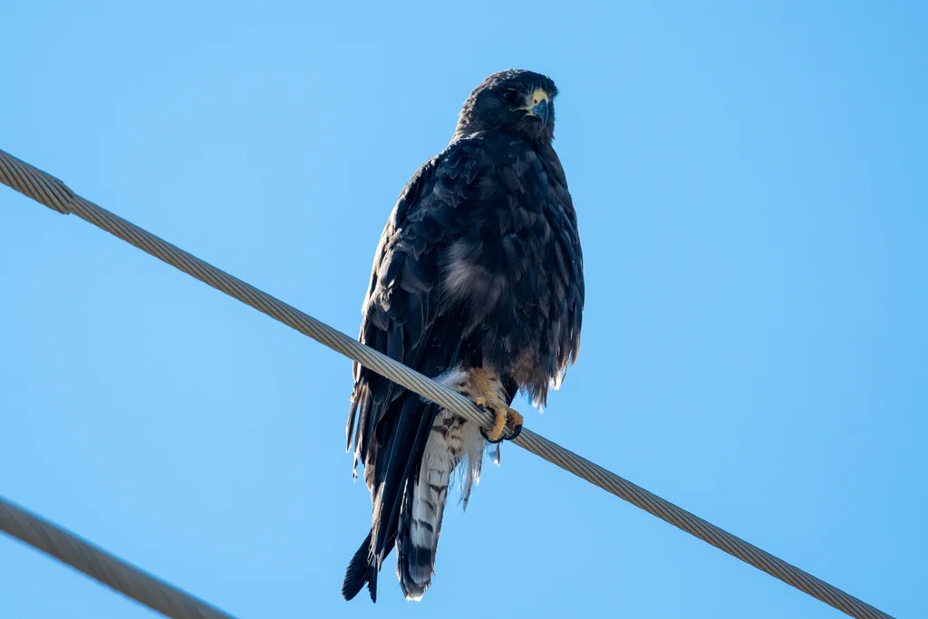 斯氏鵟(Buteo swainsoni)