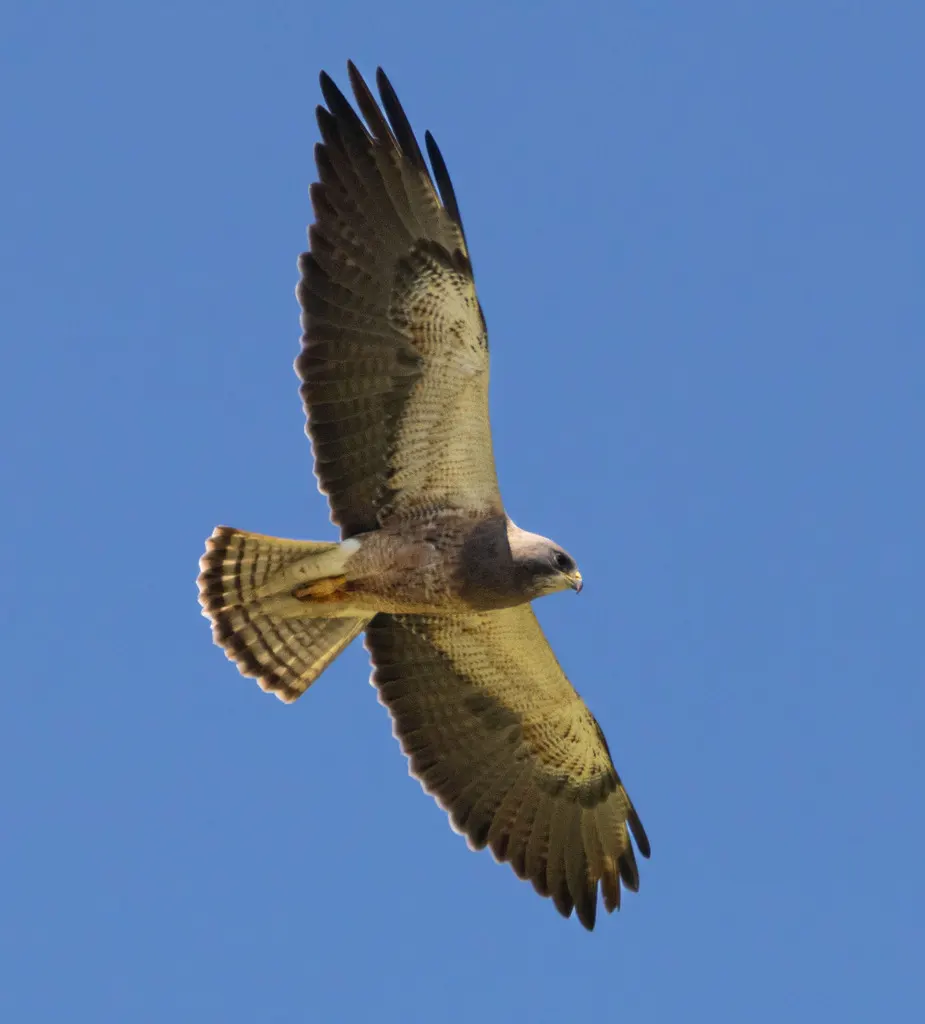 斯氏鵟(Buteo swainsoni)