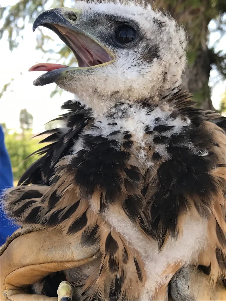 斯氏鵟(Buteo swainsoni)