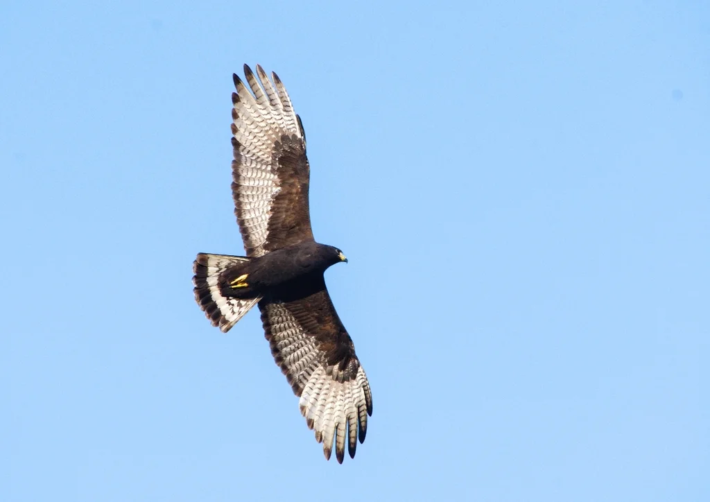黑鸡鵟(Buteogallus anthracinus)