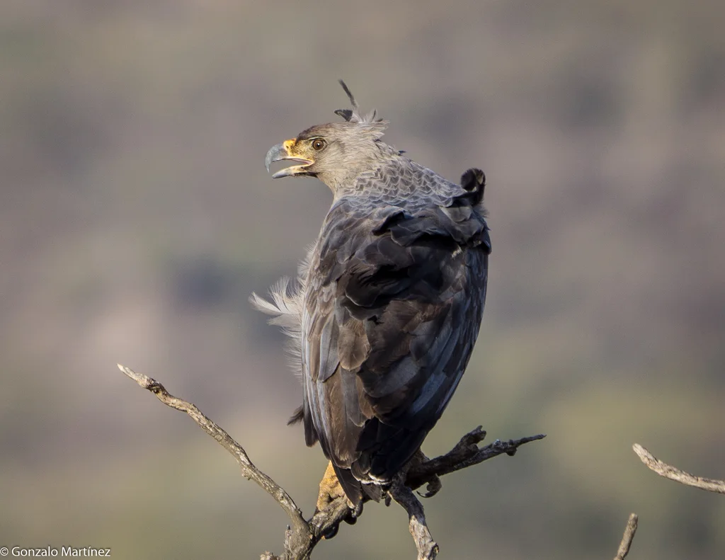 冕雕（Buteogallus coronatus）