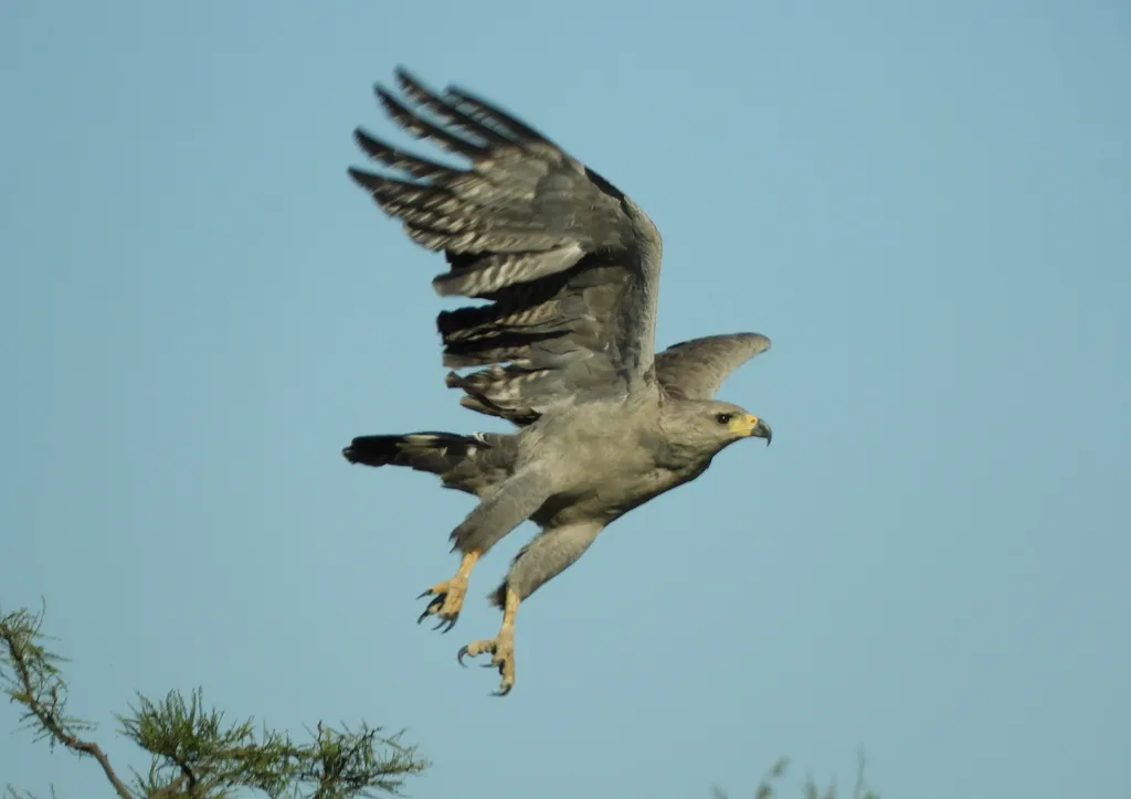冕雕（Buteogallus coronatus）