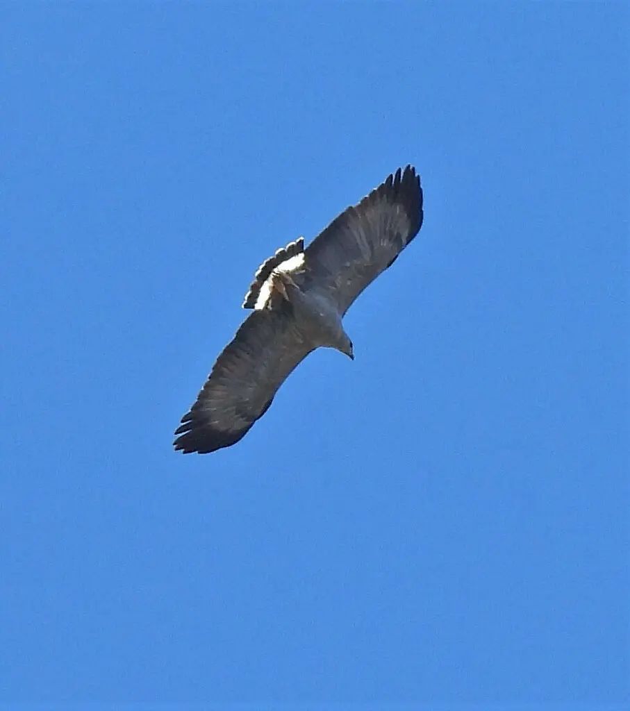 冕雕（Buteogallus coronatus）