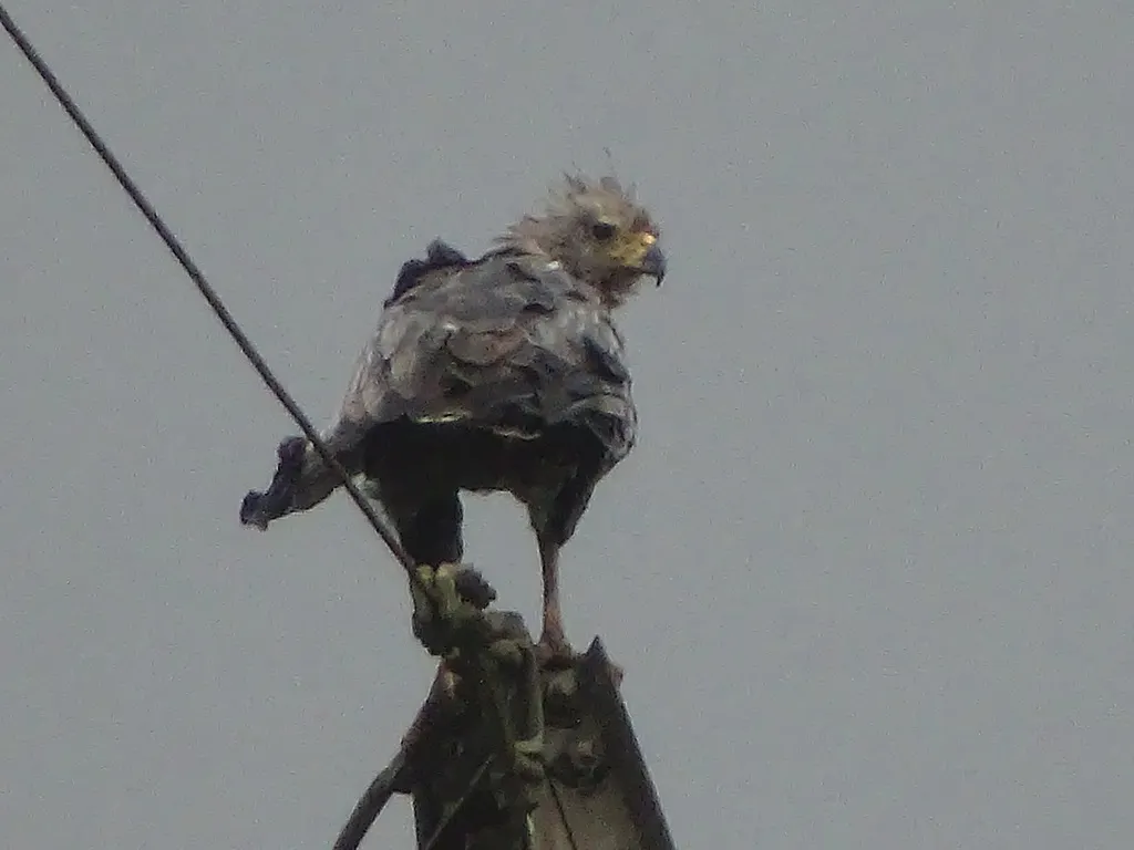 冕雕（Buteogallus coronatus）
