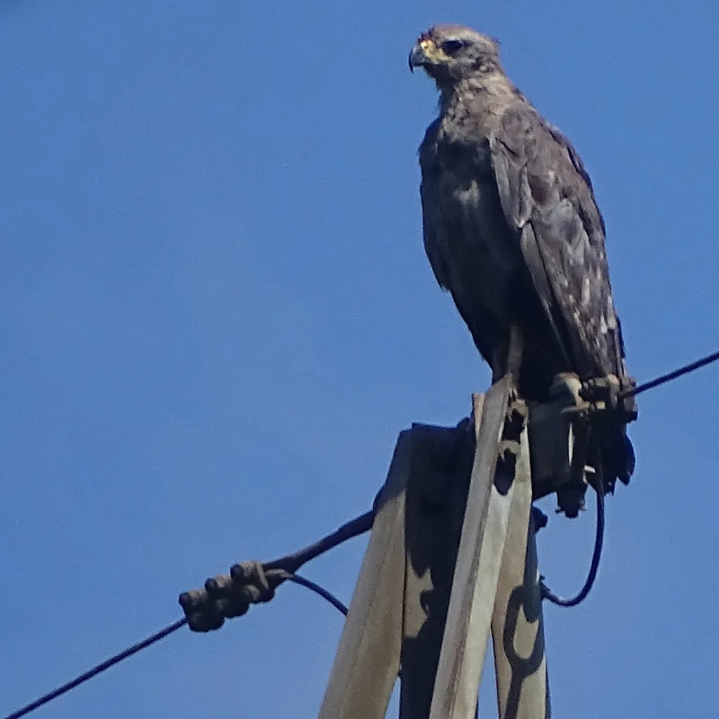 冕雕（Buteogallus coronatus）