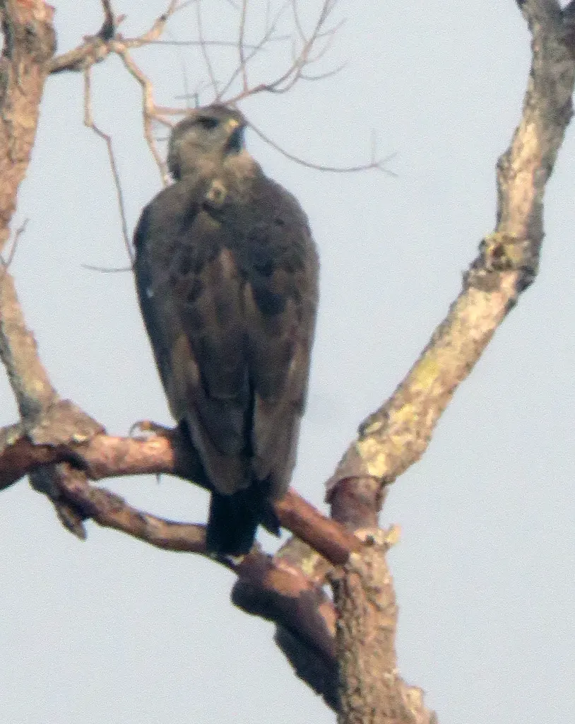冕雕（Buteogallus coronatus）
