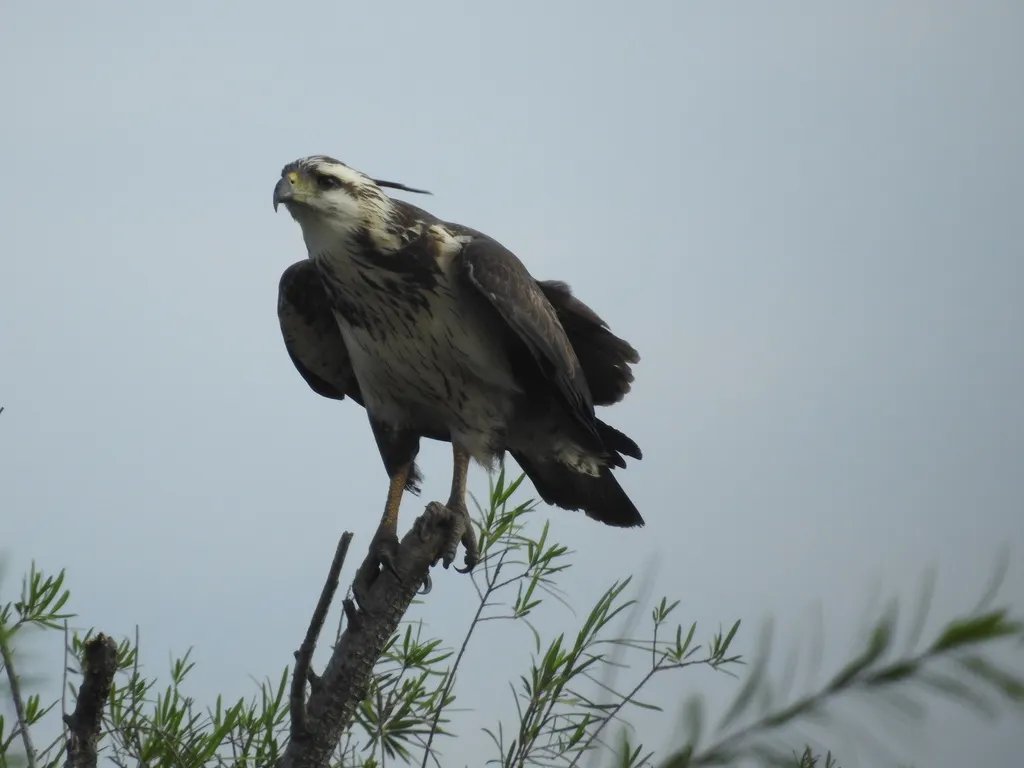冕雕（Buteogallus coronatus）