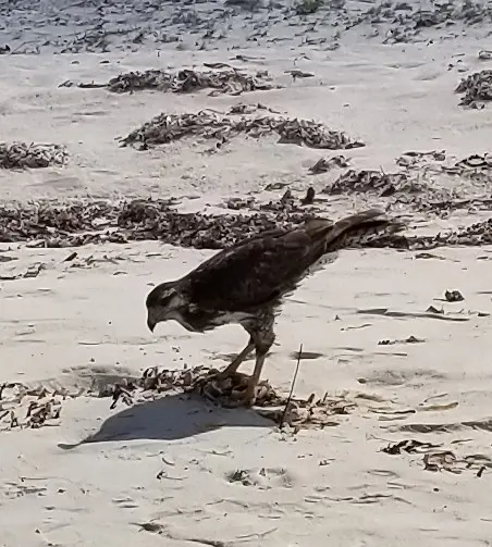 古巴鸡鵟(Buteogallus gundlachii)