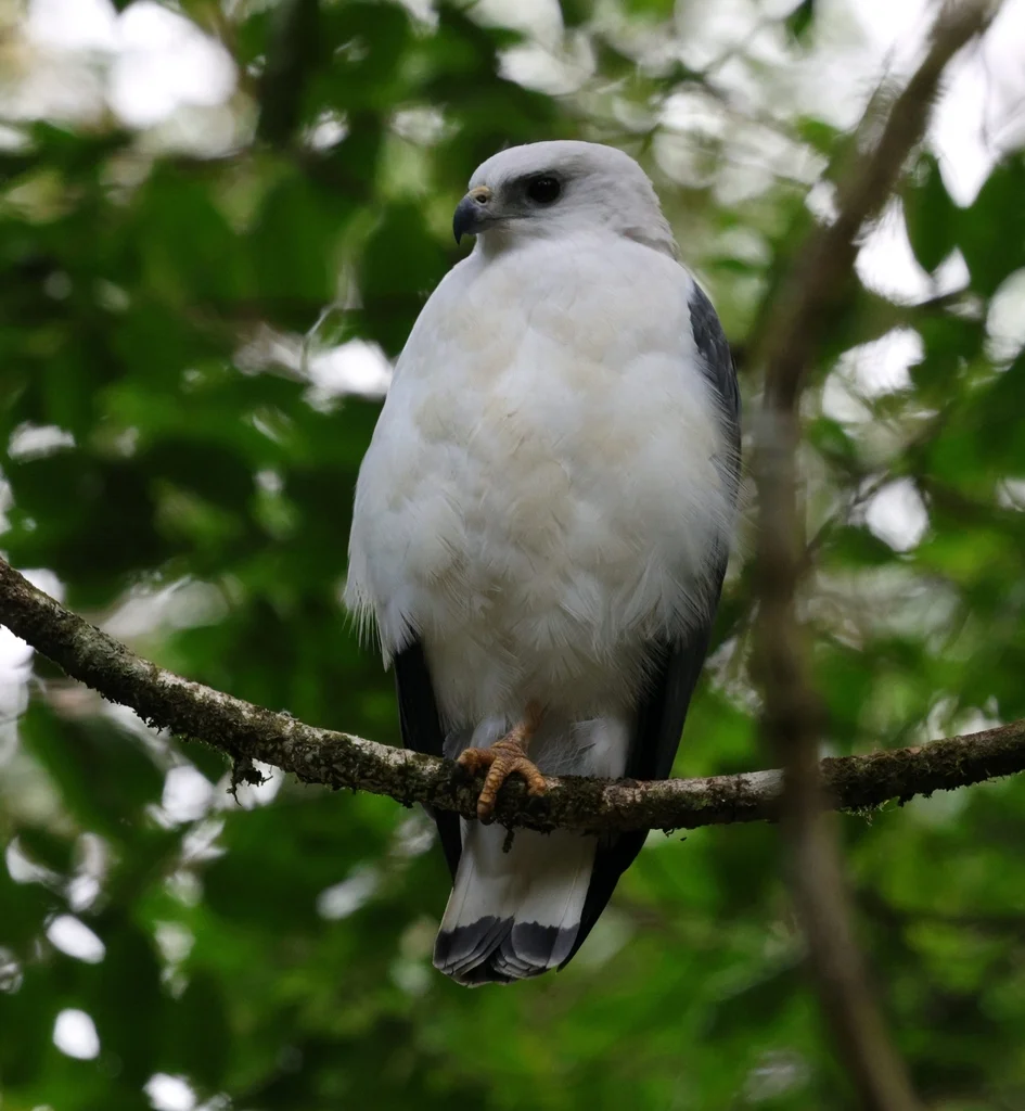 白颈南美鵟(Buteogallus lacernulatus)