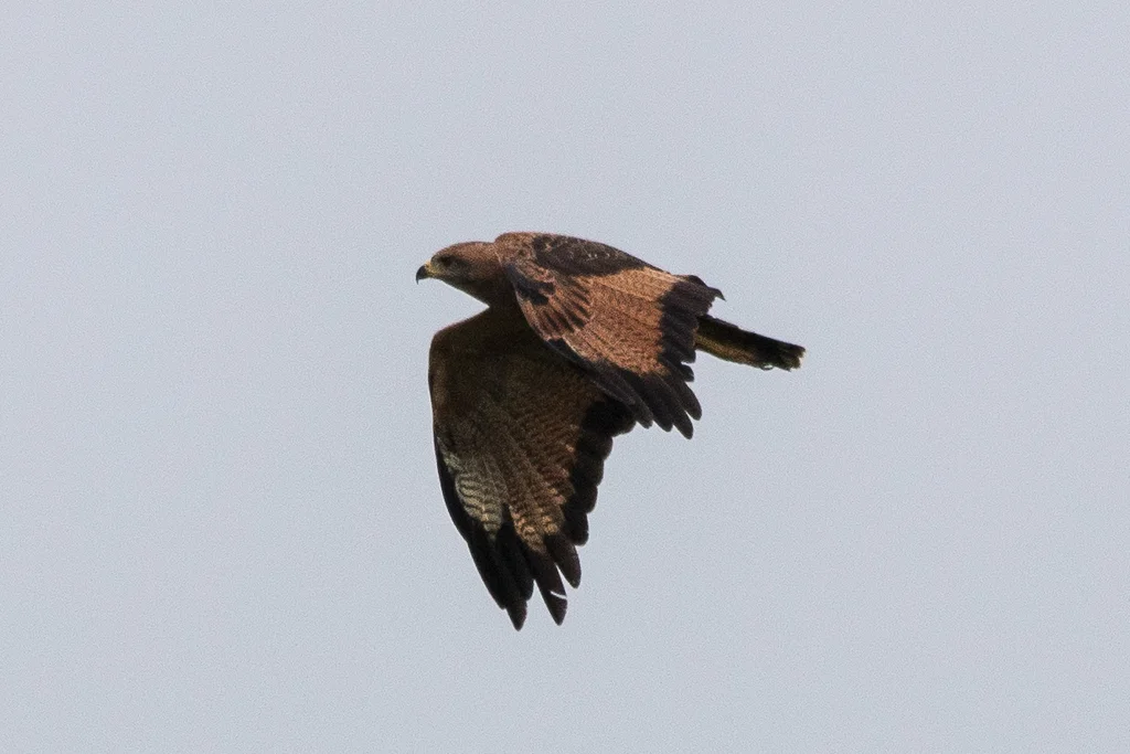 草原鸡鵟(Buteogallus meridionalis)