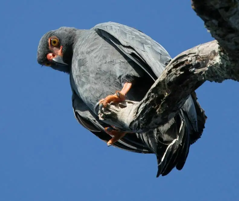 青灰南美鵟(Buteogallus schistaceus)