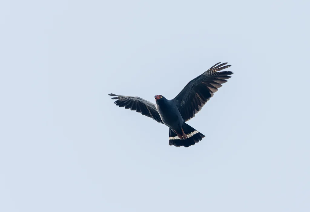 青灰南美鵟(Buteogallus schistaceus)
