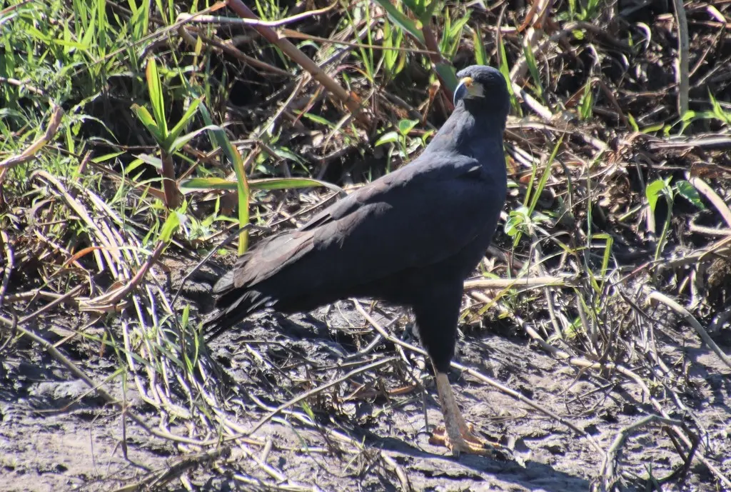 大黑鸡鵟(Buteogallus urubitinga)