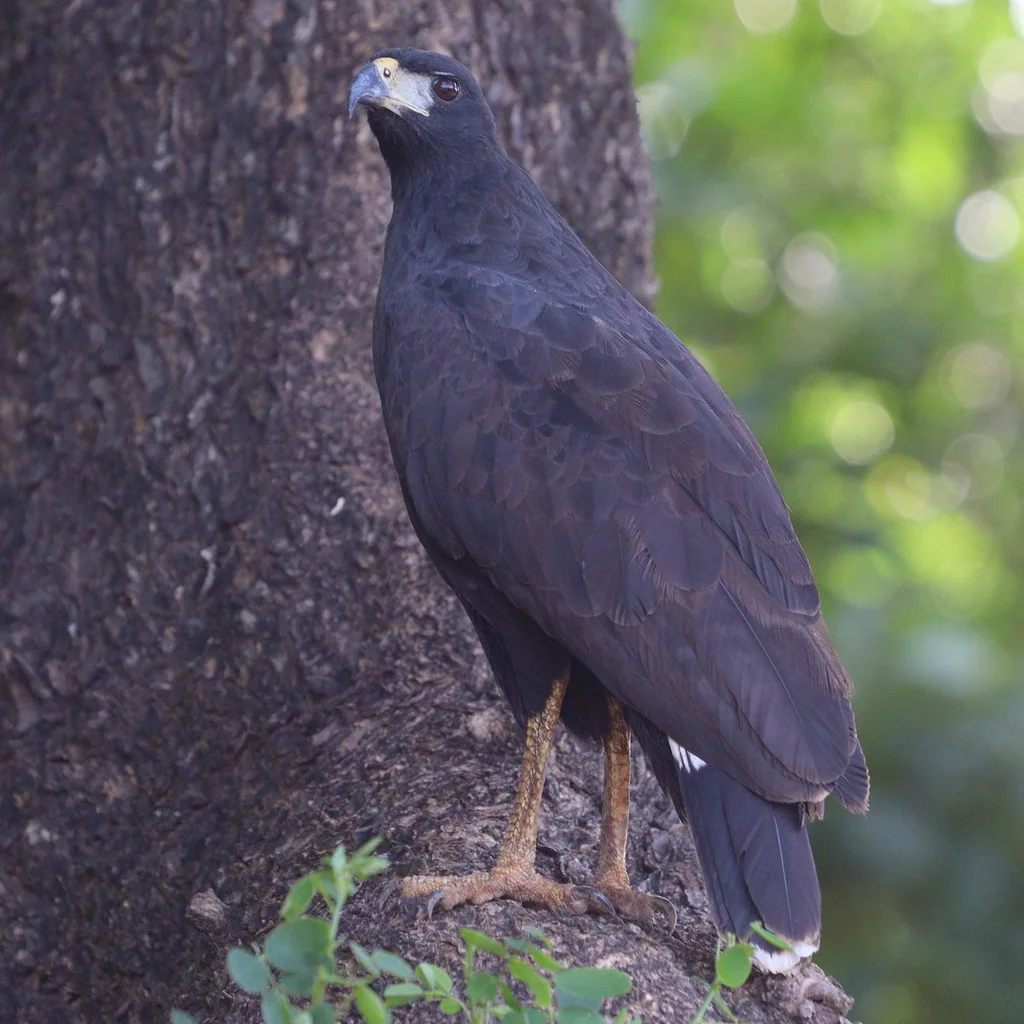 大黑鸡鵟(Buteogallus urubitinga)
