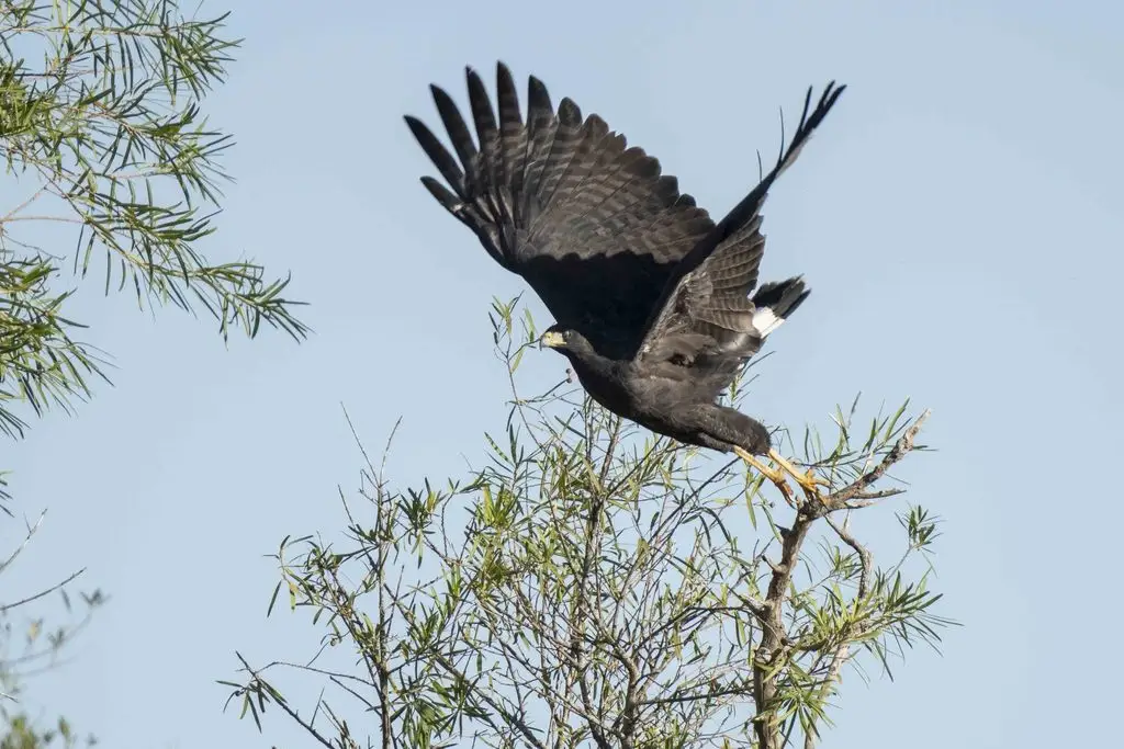 大黑鸡鵟(Buteogallus urubitinga)