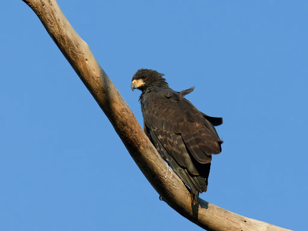 大黑鸡鵟(Buteogallus urubitinga)