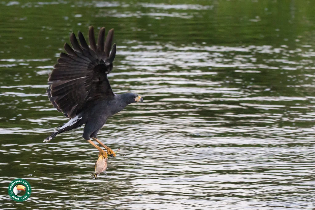 大黑鸡鵟(Buteogallus urubitinga)