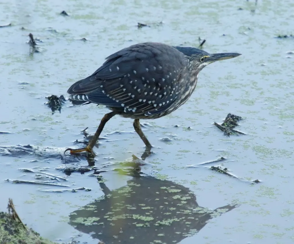 绿鹭(Butorides atricapilla)