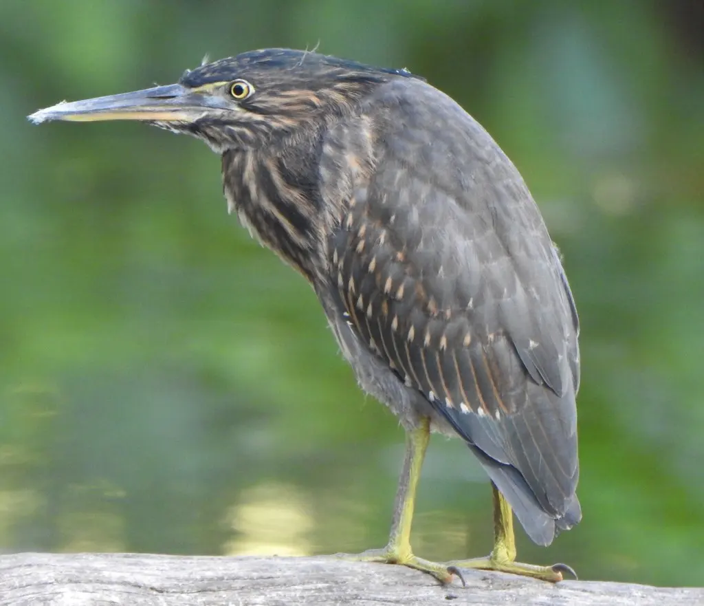 绿鹭(Butorides atricapilla)