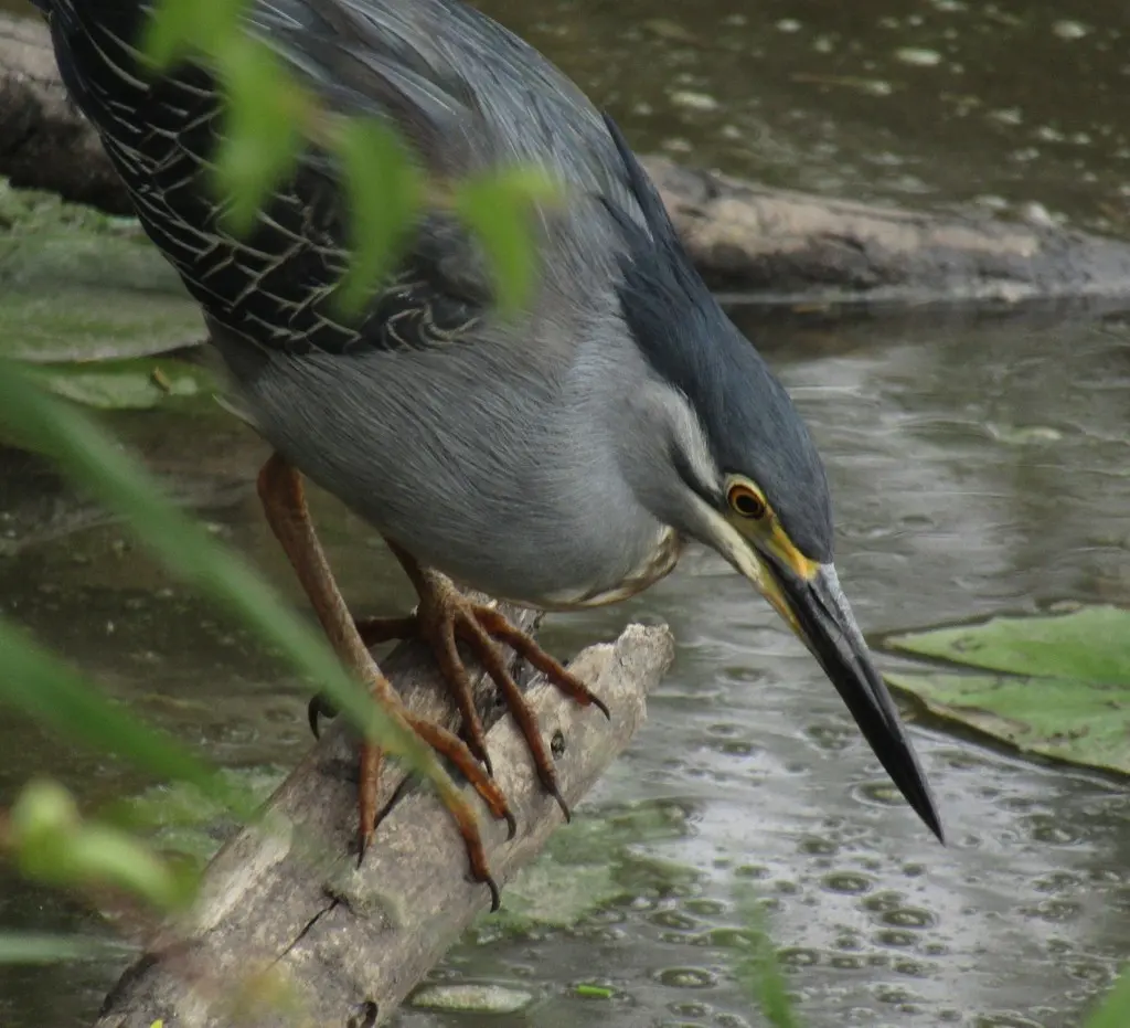 绿鹭(Butorides atricapilla)