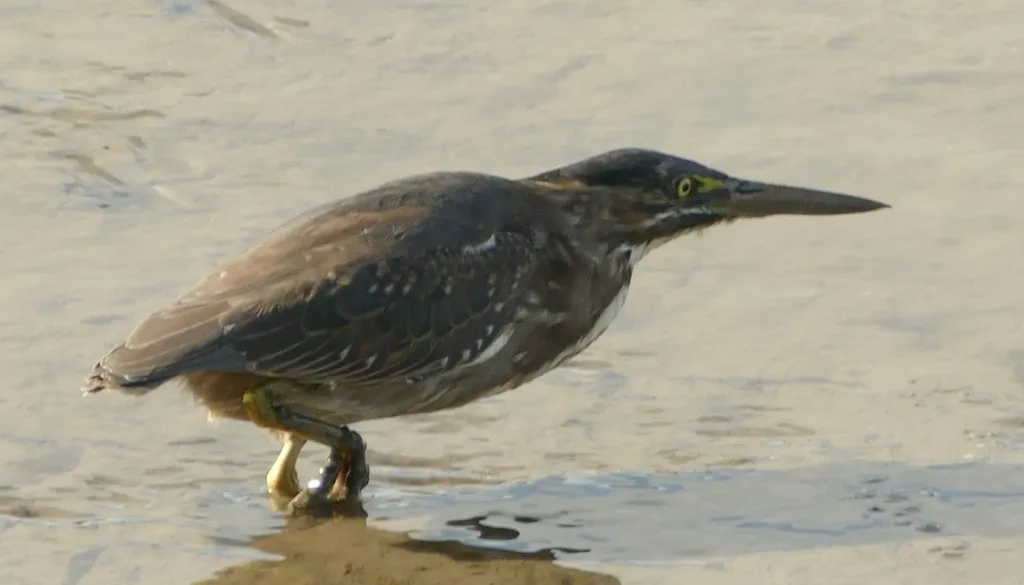 绿鹭(Butorides atricapilla)