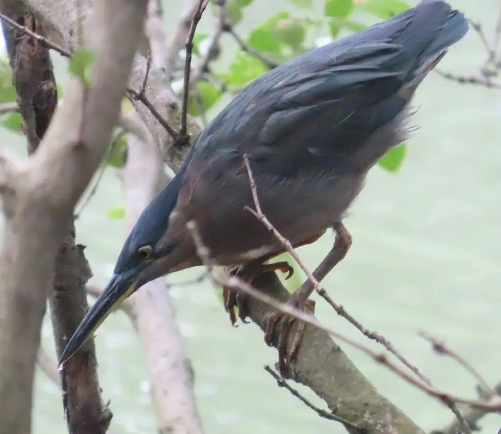 绿鹭(Butorides atricapilla)