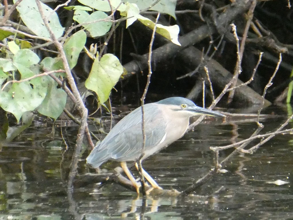 绿鹭(Butorides atricapilla)