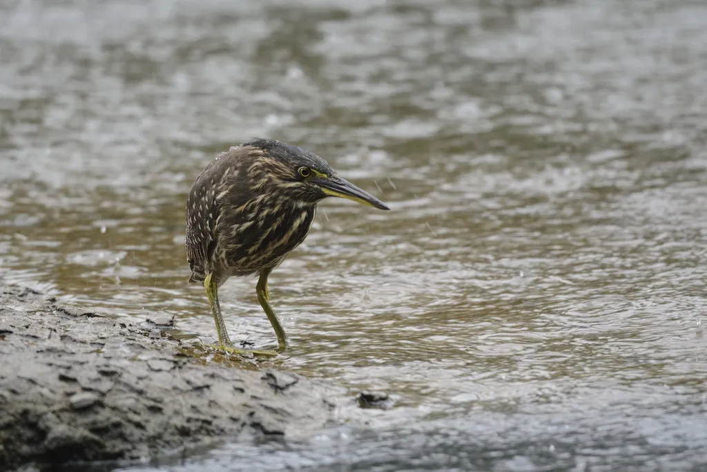 绿鹭(Butorides atricapilla)