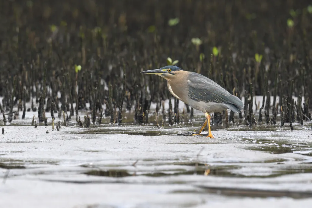 绿鹭(Butorides atricapilla)