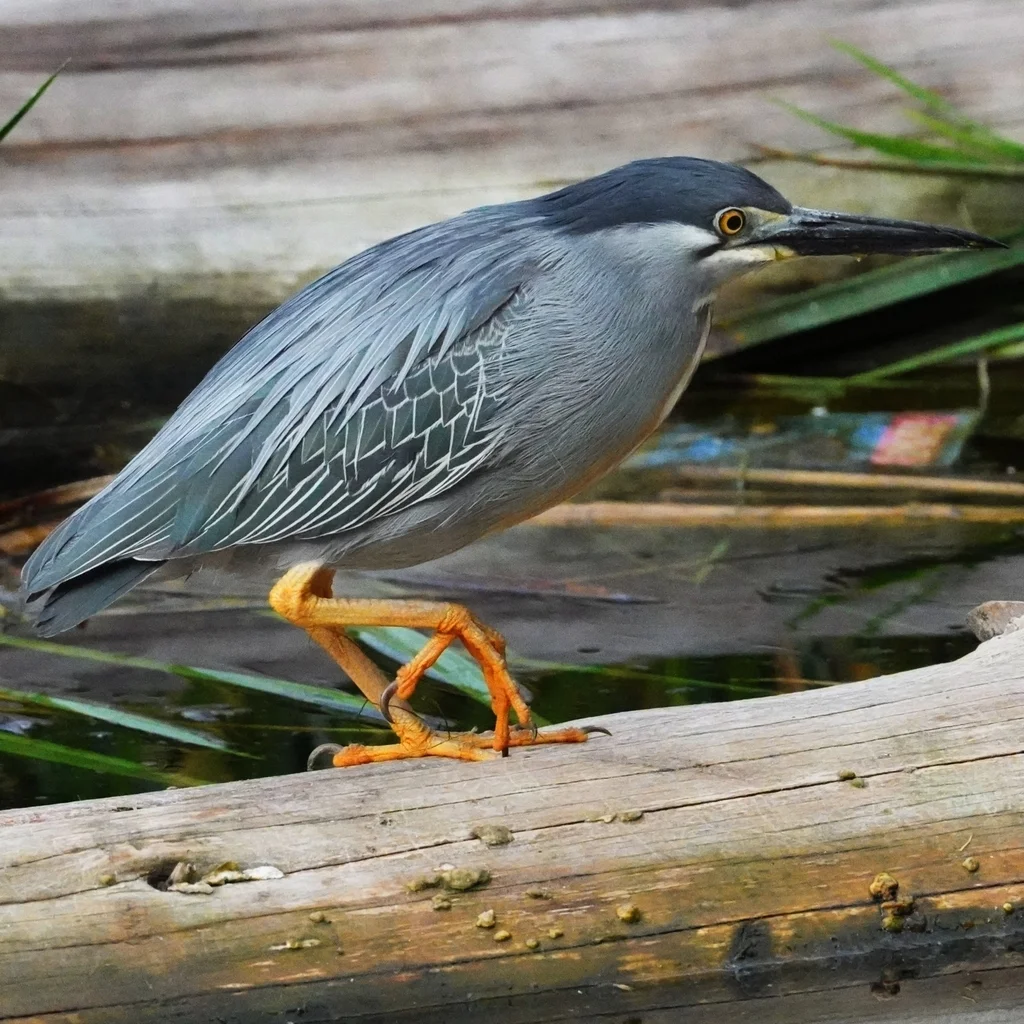 南美绿鹭(Butorides striata)