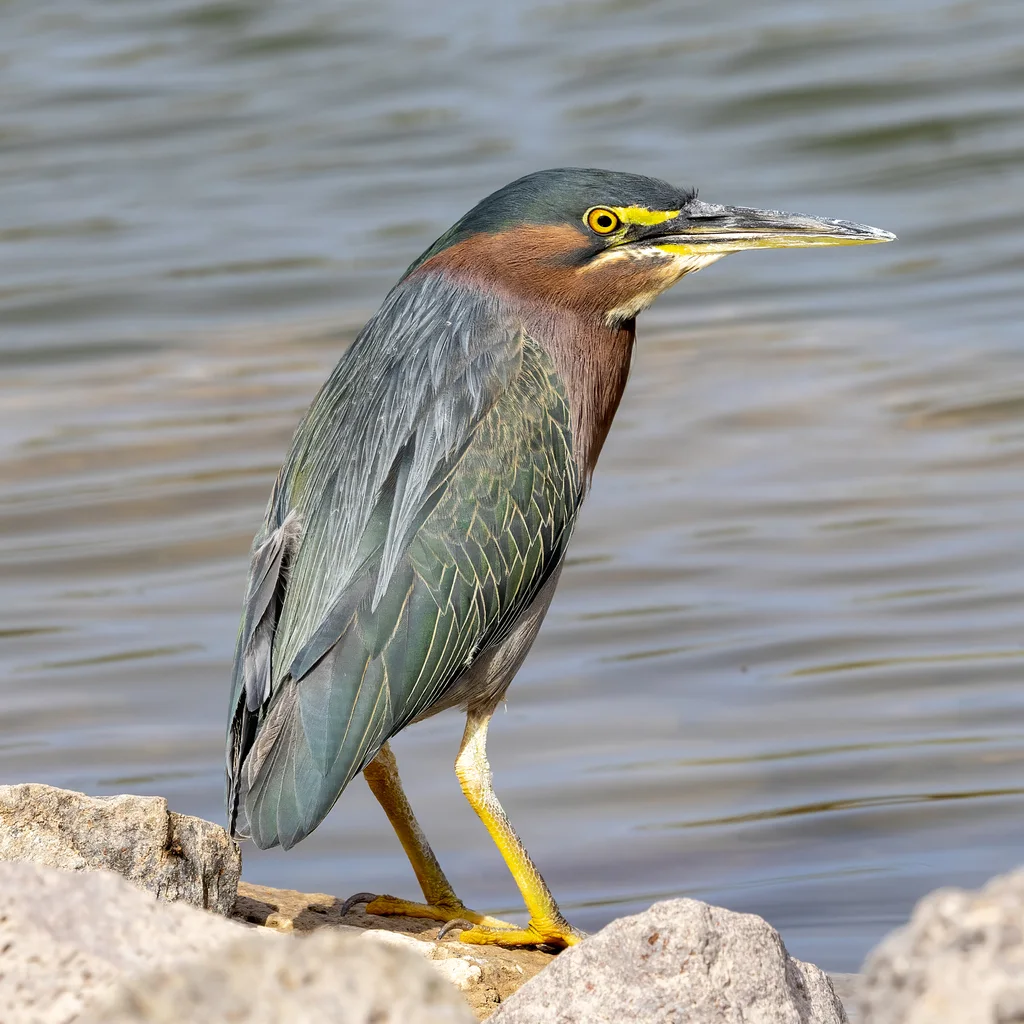 北美绿鹭(Butorides virescens)
