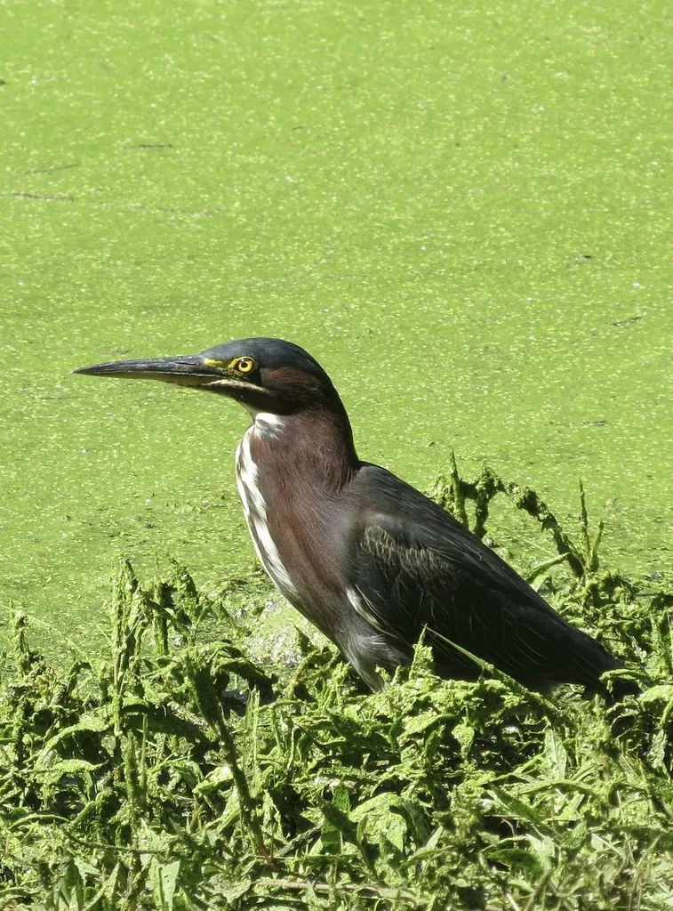 北美绿鹭(Butorides virescens)