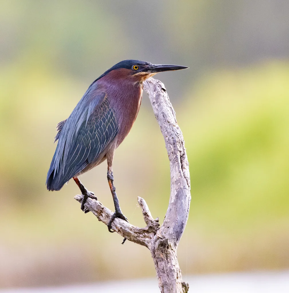 北美绿鹭(Butorides virescens)