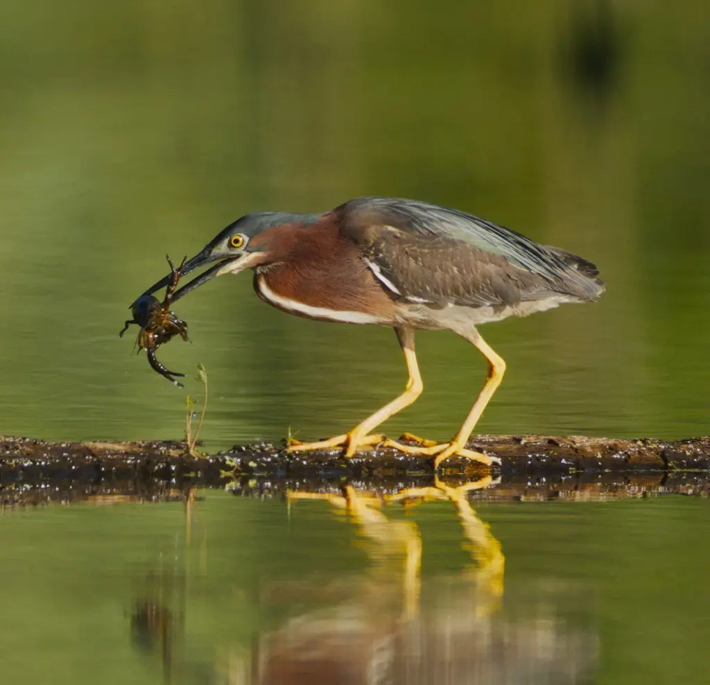 北美绿鹭(Butorides virescens)