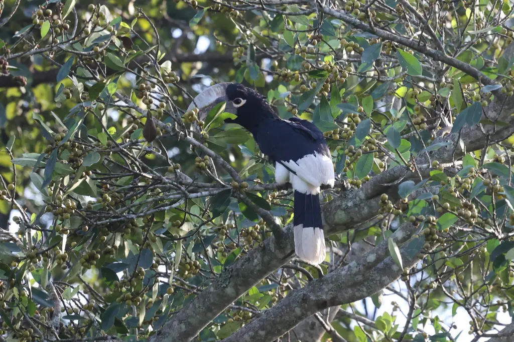褐颊噪犀鸟(Bycanistes cylindricus)
