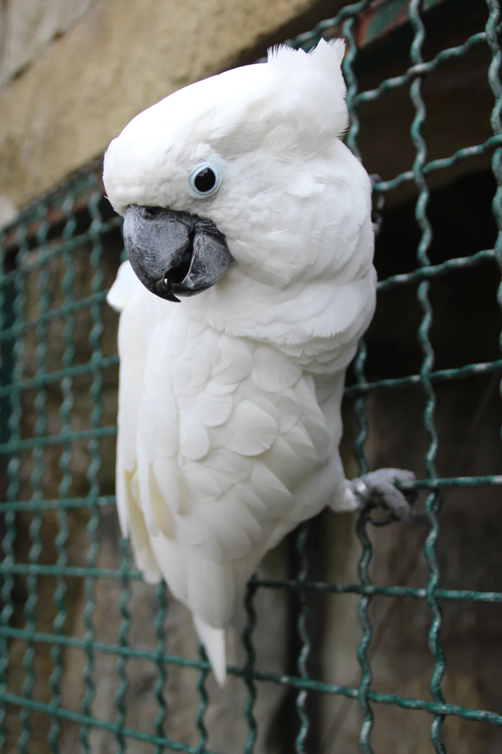 杜氏凤头鹦鹉(Cacatua ducorpsii)