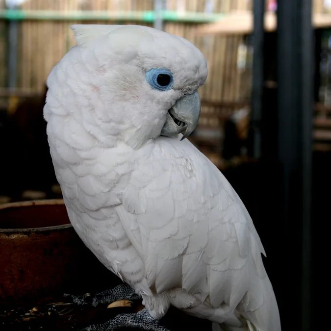 杜氏凤头鹦鹉(Cacatua ducorpsii)