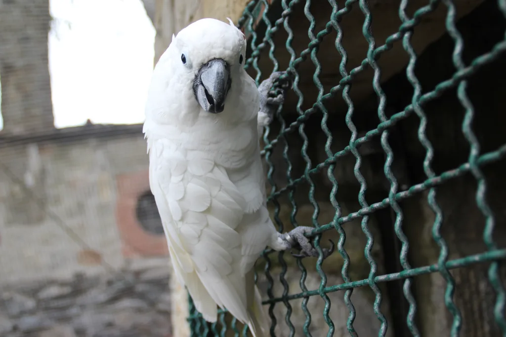 杜氏凤头鹦鹉(Cacatua ducorpsii)