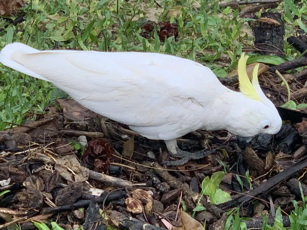 葵花鹦鹉(Cacatua galerita)