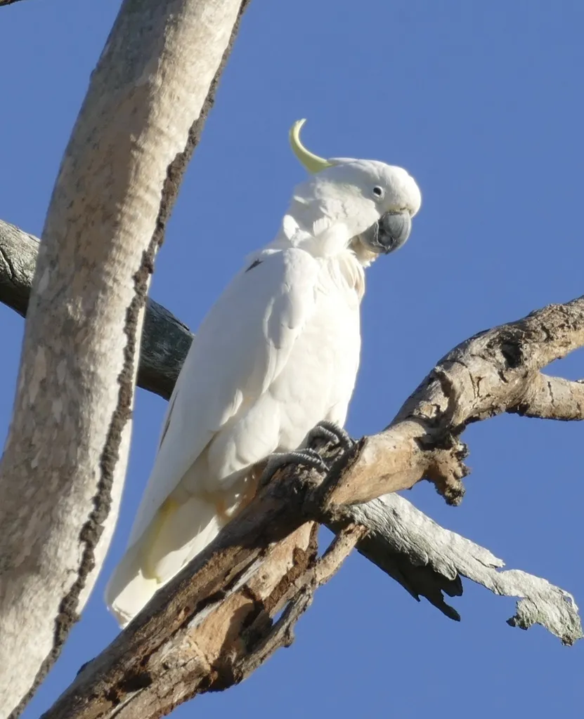 葵花鹦鹉(Cacatua galerita)